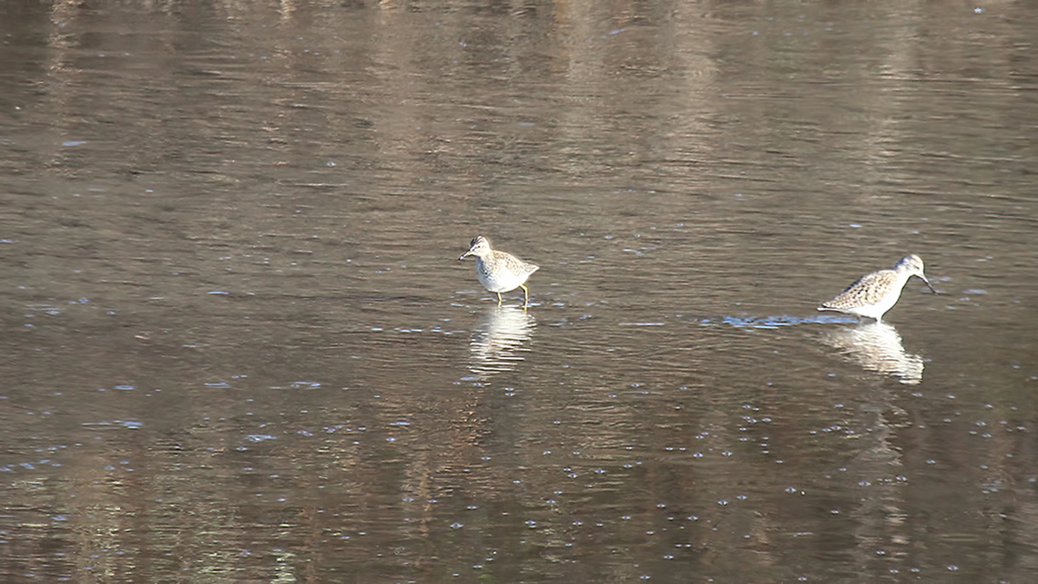 Marsh Sandpiper